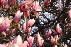 Magnolia-Trees-24