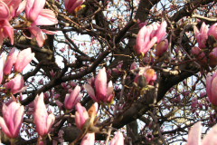 Magnolia-Trees-25