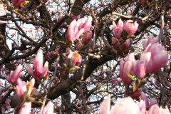 Magnolia-Trees-26