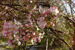 Magnolia-Trees-260