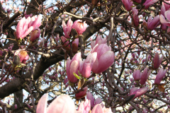 Magnolia-Trees-27