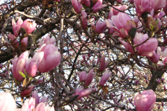 Magnolia-Trees-28