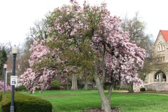 Magnolia-Trees-287