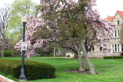 Magnolia-Trees-288