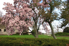 Magnolia-Trees-289