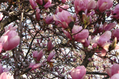 Magnolia-Trees-29