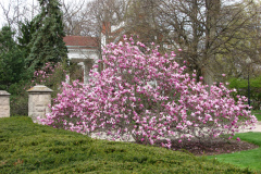 Magnolia-Trees-291
