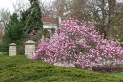Magnolia-Trees-292