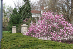Magnolia-Trees-293