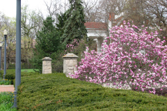 Magnolia-Trees-294