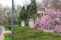 Magnolia-Trees-295