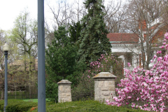 Magnolia-Trees-296