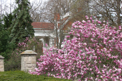 Magnolia-Trees-297