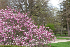 Magnolia-Trees-299