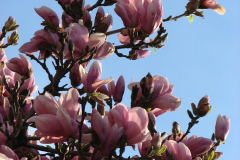 Magnolia-Trees-3