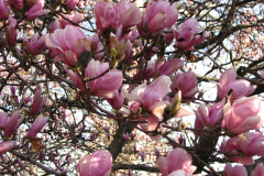 Magnolia-Trees-30