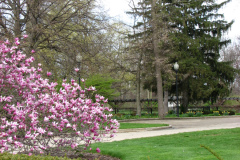 Magnolia-Trees-300