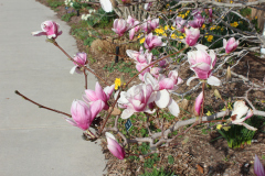 Magnolia-Trees-301