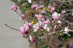 Magnolia-Trees-302