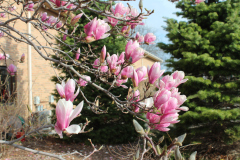 Magnolia-Trees-303