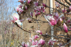 Magnolia-Trees-304