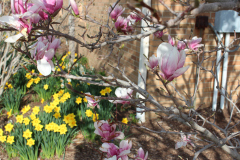 Magnolia-Trees-305