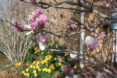 Magnolia-Trees-306