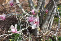 Magnolia-Trees-307