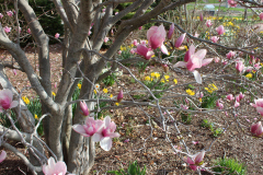 Magnolia-Trees-308
