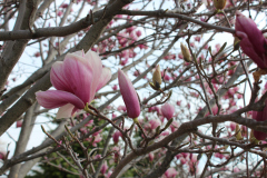 Magnolia-Trees-309