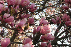 Magnolia-Trees-31