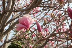 Magnolia-Trees-310