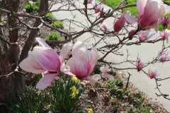 Magnolia-Trees-311