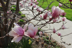 Magnolia-Trees-312