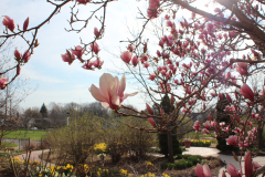 Magnolia-Trees-313