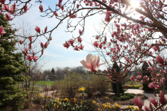 Magnolia-Trees-314