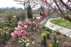 Magnolia-Trees-315