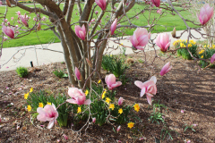 Magnolia-Trees-316