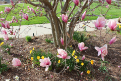 Magnolia-Trees-317