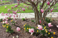 Magnolia-Trees-318
