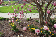 Magnolia-Trees-319