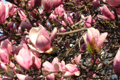 Magnolia-Trees-32