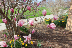 Magnolia-Trees-320