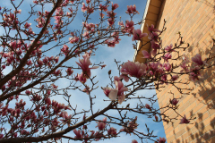 Magnolia-Trees-321