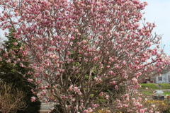 Magnolia-Trees-322