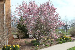 Magnolia-Trees-323