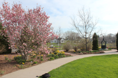 Magnolia-Trees-324
