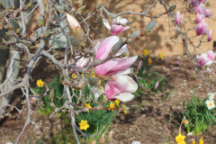 Magnolia-Trees-325