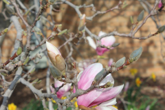 Magnolia-Trees-326