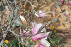 Magnolia-Trees-327